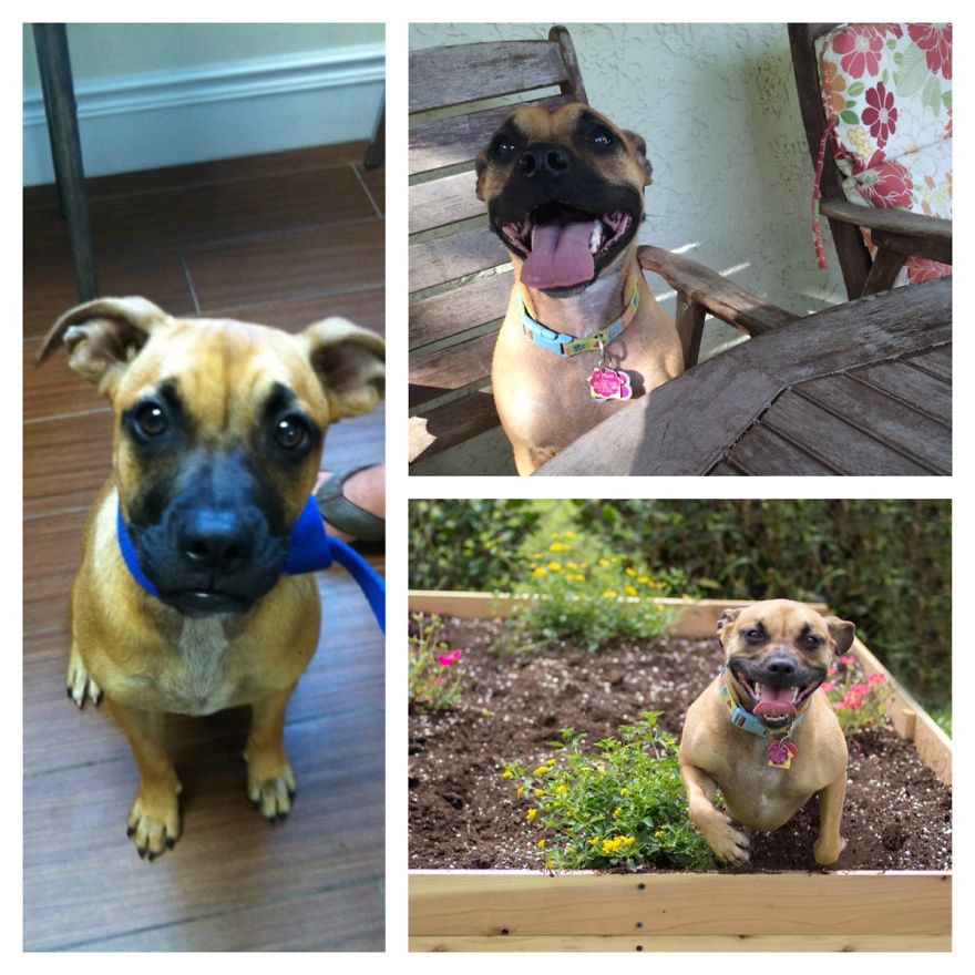 Meet Kona =) Left- The Day She Rescued Me, Right- Her Settling Into Her New Home =)