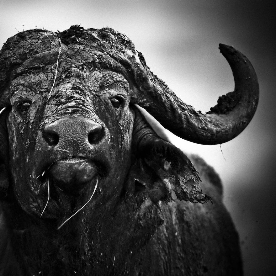 Dramatic Black And White Photos Of African Wildlife By Laurent Baheux Dramatic Black And White Photos Of African Wildlife By Laurent Baheux