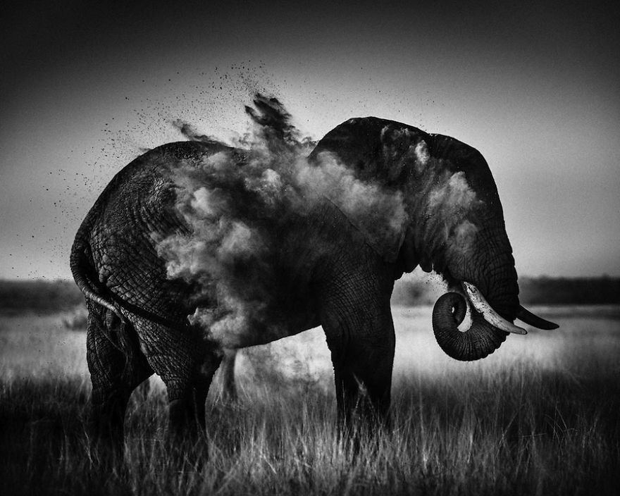 Dramatic Black And White Photos Of African Wildlife By Laurent Baheux Dramatic Black And White Photos Of African Wildlife By Laurent Baheux
