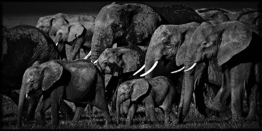 Dramatic Black And White Photos Of African Wildlife By Laurent Baheux Dramatic Black And White Photos Of African Wildlife By Laurent Baheux