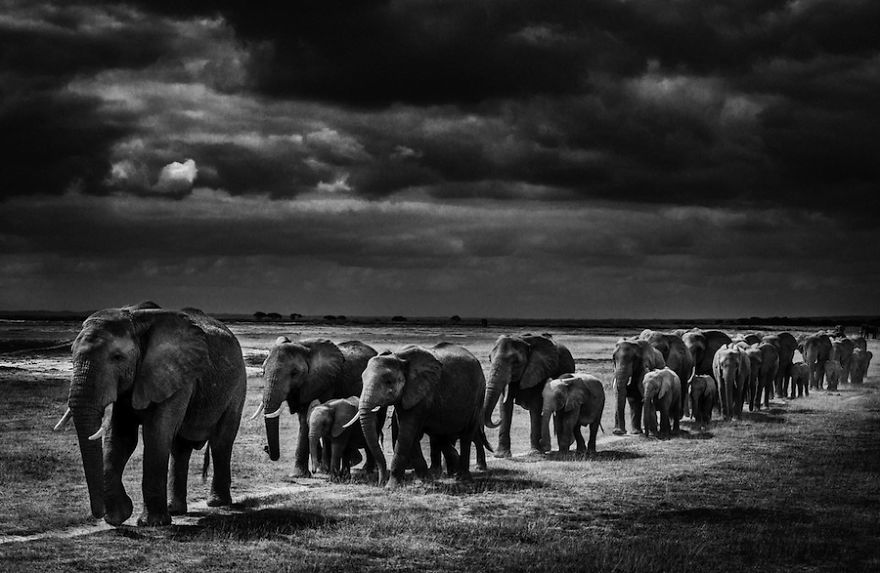 Dramatic Black And White Photos Of African Wildlife By Laurent Baheux Dramatic Black And White Photos Of African Wildlife By Laurent Baheux