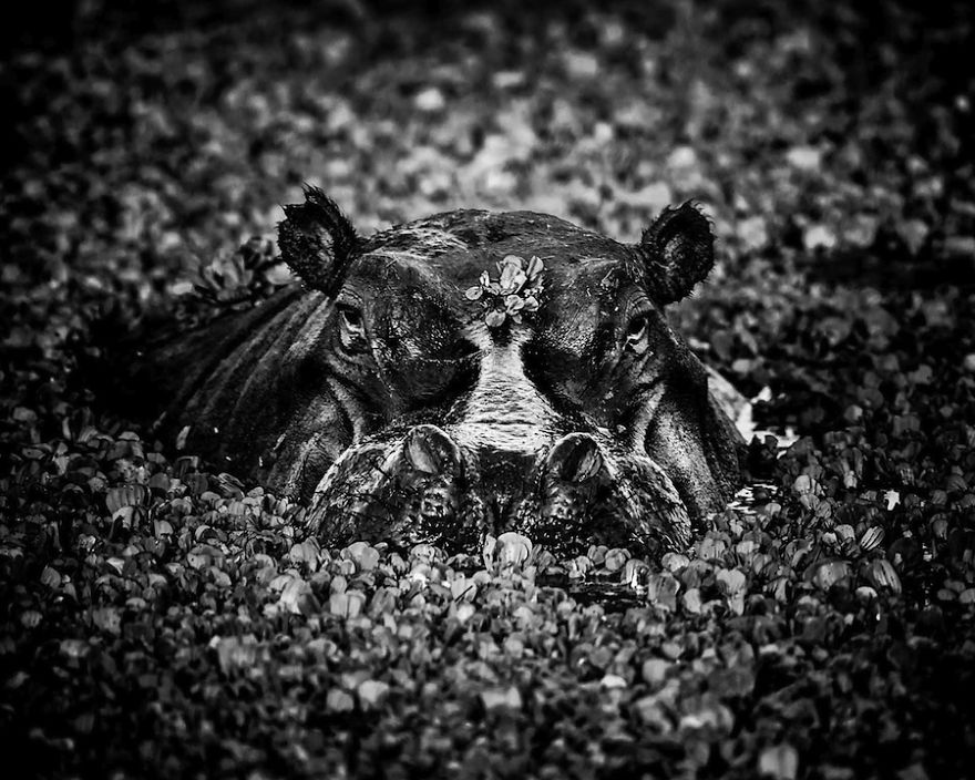 Dramatic Black And White Photos Of African Wildlife By Laurent Baheux Dramatic Black And White Photos Of African Wildlife By Laurent Baheux