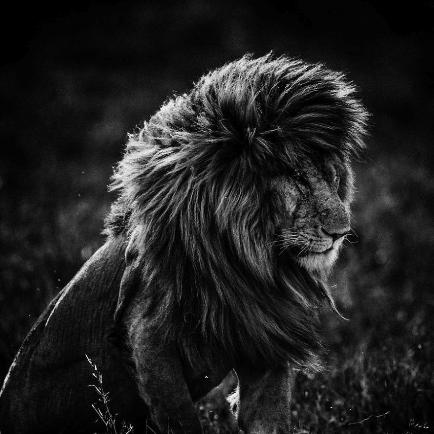 Dramatic Black And White Photos Of African Wildlife By Laurent Baheux Dramatic Black And White Photos Of African Wildlife By Laurent Baheux