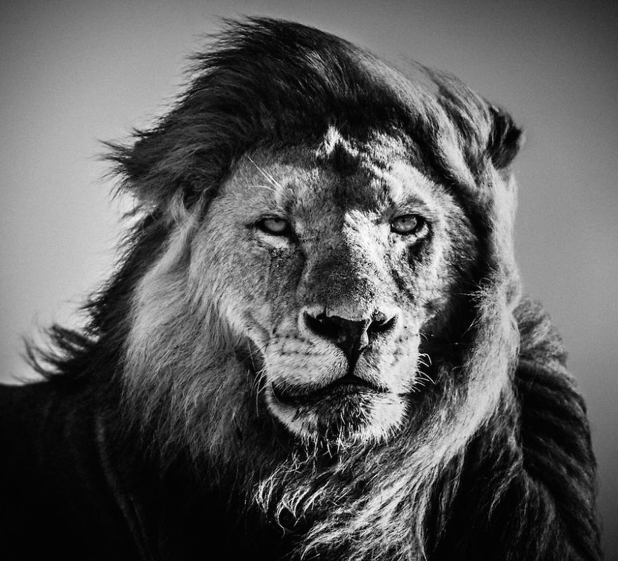 Dramatic Black And White Photos Of African Wildlife By Laurent Baheux Dramatic Black And White Photos Of African Wildlife By Laurent Baheux