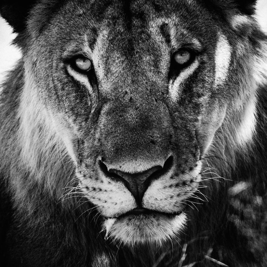 Dramatic Black And White Photos Of African Wildlife By Laurent Baheux Dramatic Black And White Photos Of African Wildlife By Laurent Baheux
