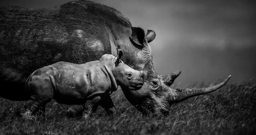 Dramatic Black And White Photos Of African Wildlife By Laurent Baheux Dramatic Black And White Photos Of African Wildlife By Laurent Baheux