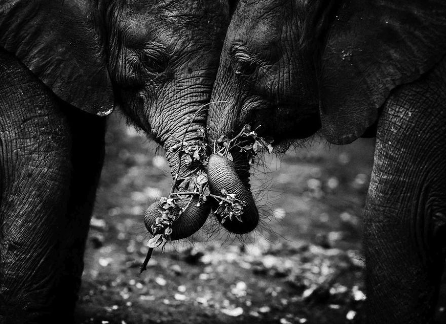 Dramatic Black And White Photos Of African Wildlife By Laurent Baheux Dramatic Black And White Photos Of African Wildlife By Laurent Baheux