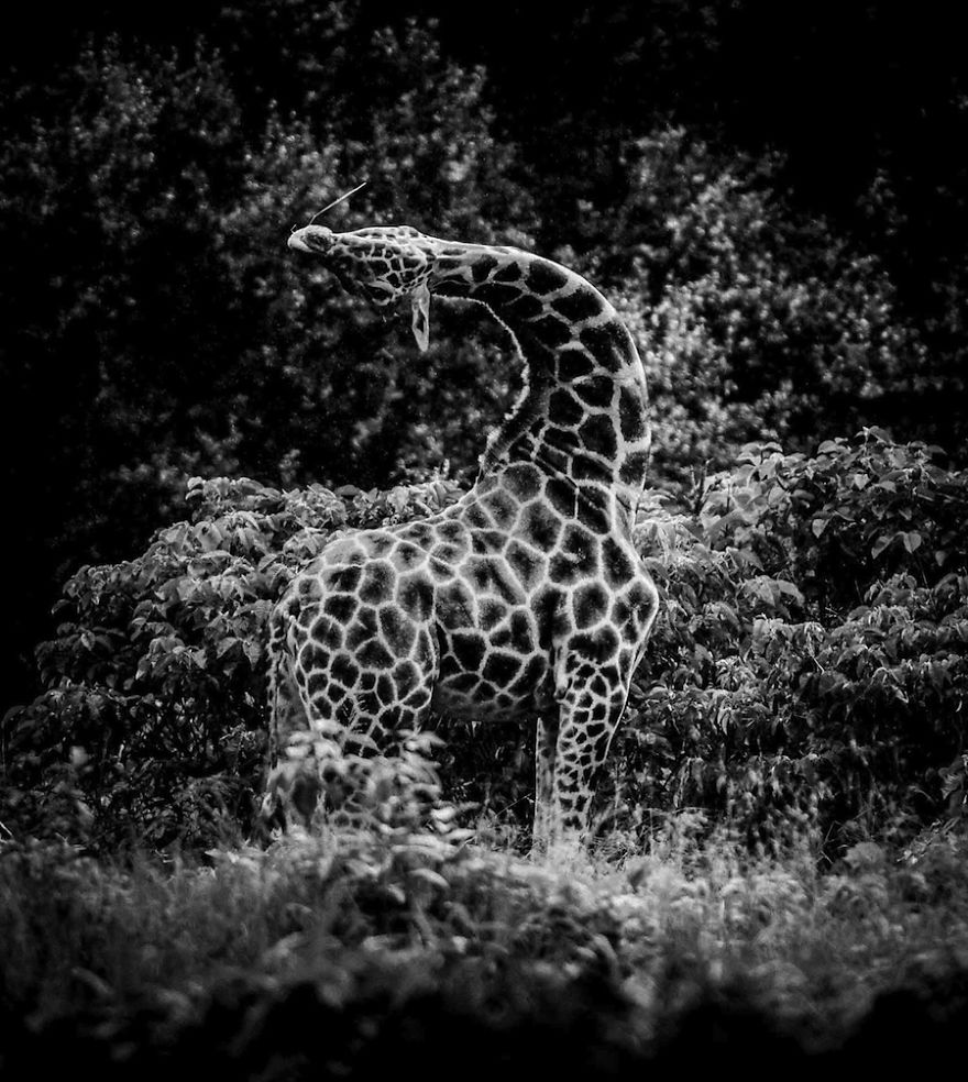 Dramatic Black And White Photos Of African Wildlife By Laurent Baheux Dramatic Black And White Photos Of African Wildlife By Laurent Baheux