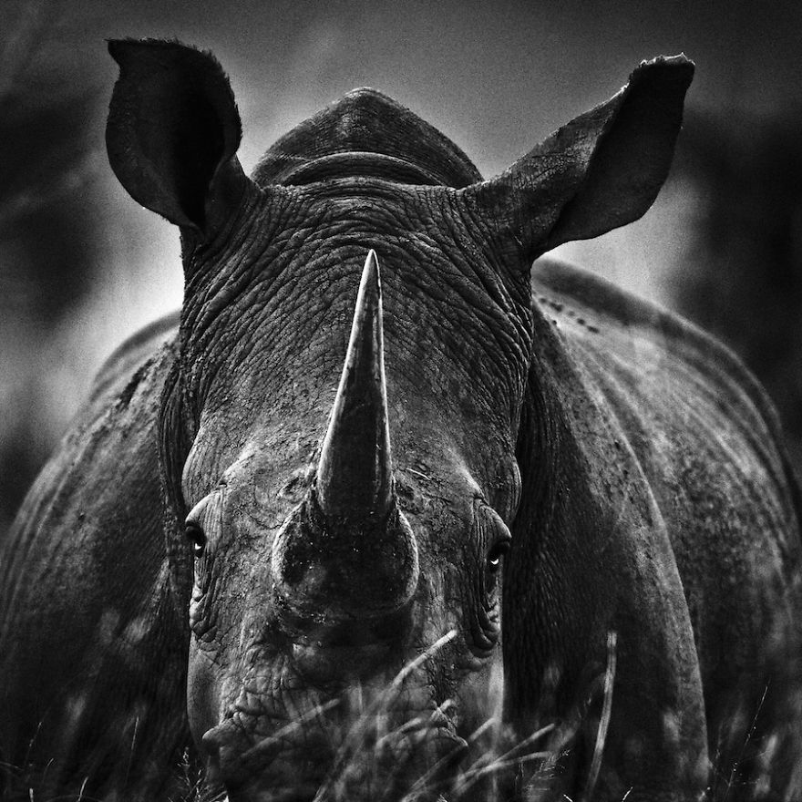 Dramatic Black And White Photos Of African Wildlife By Laurent Baheux Dramatic Black And White Photos Of African Wildlife By Laurent Baheux