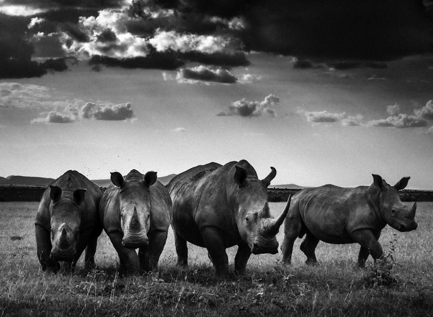 Dramatic Black And White Photos Of African Wildlife By Laurent Baheux Dramatic Black And White Photos Of African Wildlife By Laurent Baheux