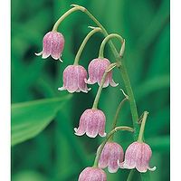 ruut_cederfay avatar