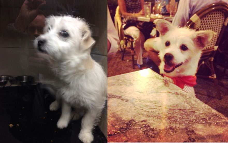 Lucy - Adopted 3/23/14 South Suburban Humane Society, Chicago Heights, Il