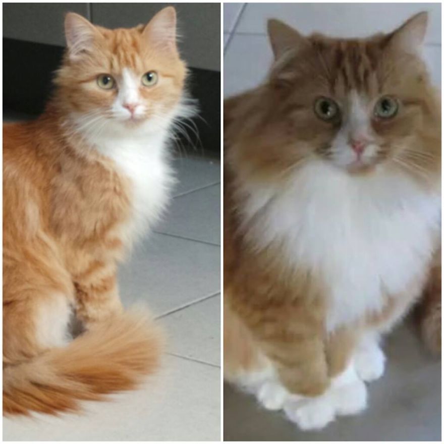 Princess Lychee: Abbandoned And Loved