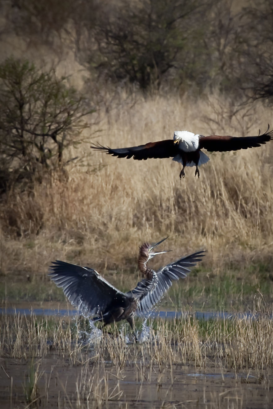 Photos Of South African Wildlife By A Field Guide In Training