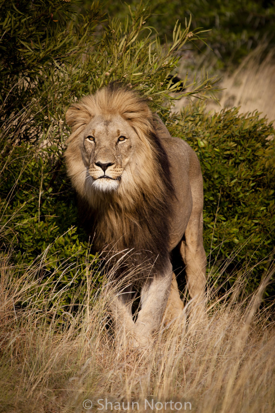 Photos Of South African Wildlife By A Field Guide In Training