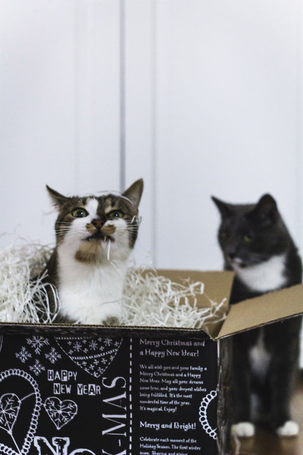 I'll Show You A Merry Christmas!