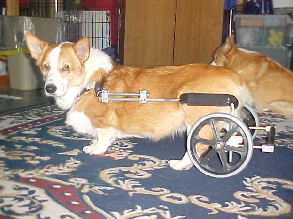 Teddy In His Wheels...