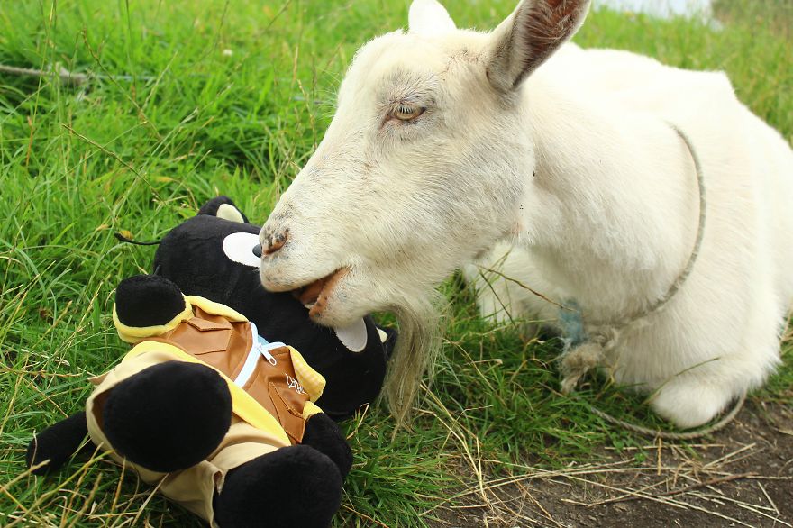 Meet Choco Cat: The Most Well-Traveled Kitty With His Own Passpurr