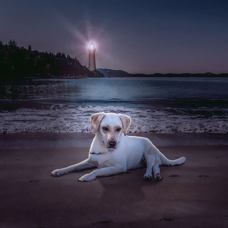 I Photograph Stray Dogs At Rescue Center To Help Them Get Adopted I Photograph Stray Dogs At Rescue Center To Help Them Get Adopted