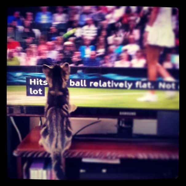 Sporty Kitten Watching Wimbledon