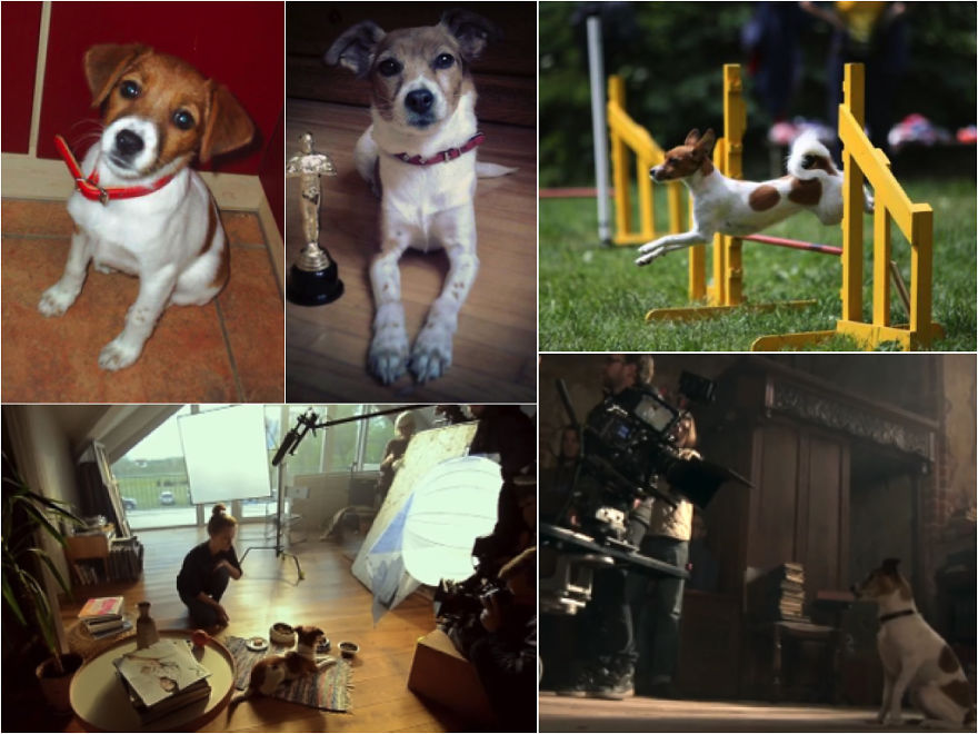 Mėta - From Animal Shelter To The Stars