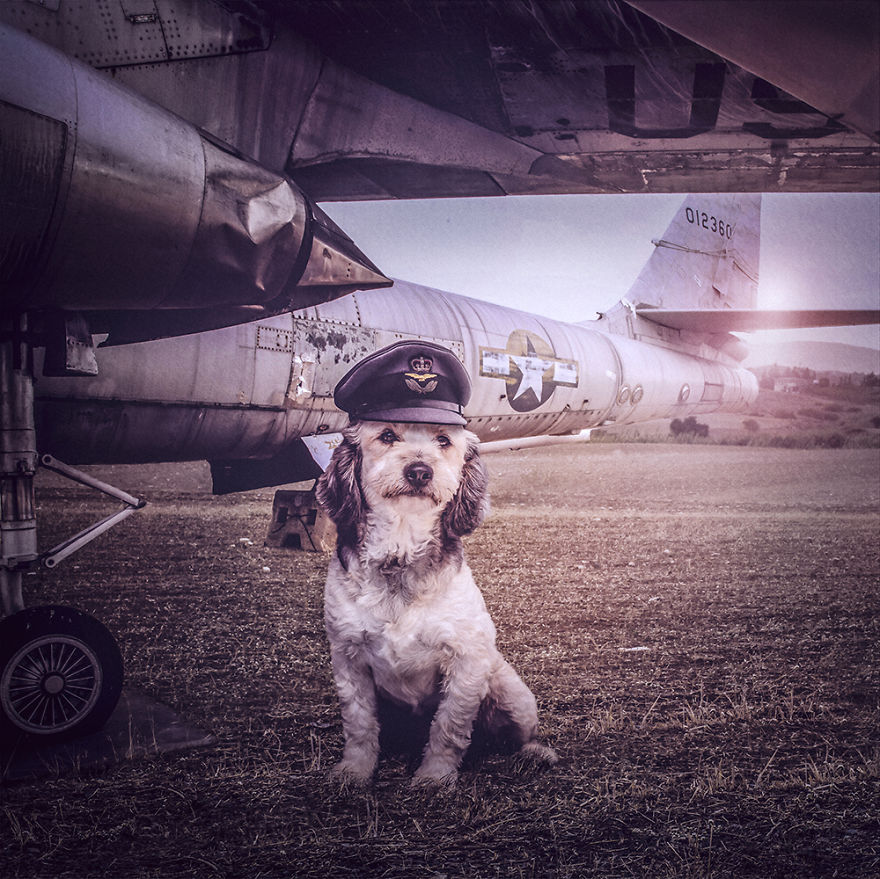 I Photograph Stray Dogs At Rescue Center To Help Them Get Adopted I Photograph Stray Dogs At Rescue Center To Help Them Get Adopted