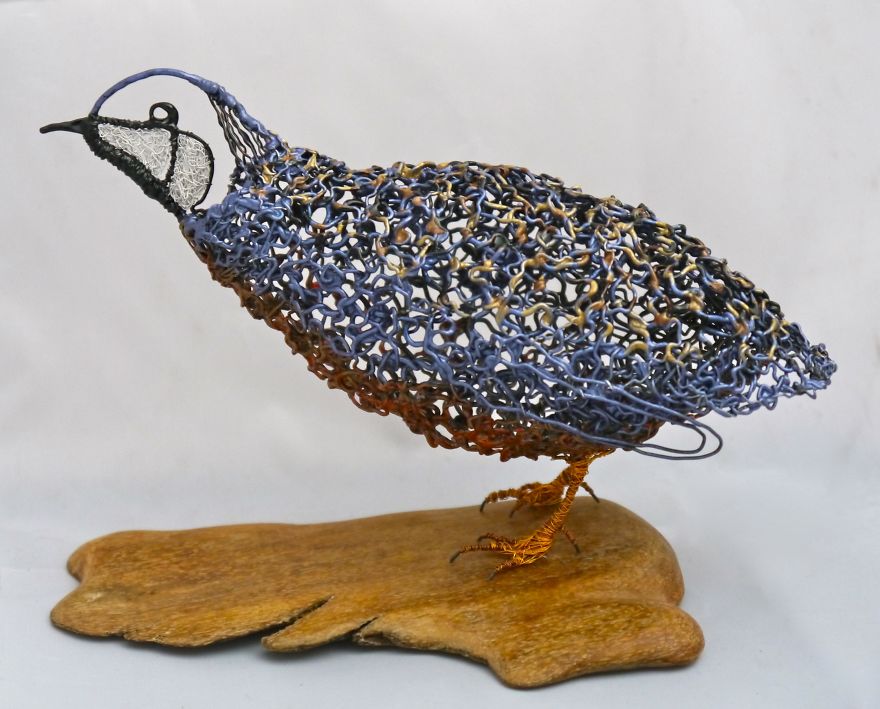 Californian Quail By Matt Gale