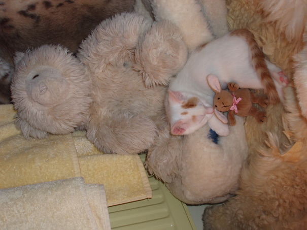 Kitten Beach..their Own Sheepskin By The Fire And A Giant Teddy Bear