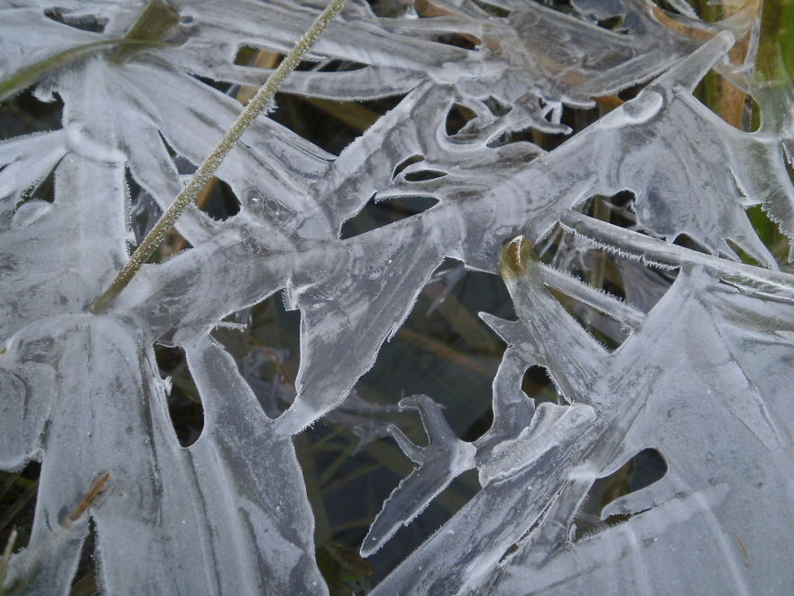 Frozen Pond And Vegetation, Leicestershire, Uk