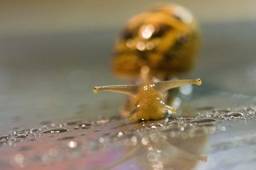 Car Bonnet Hitch Hiker..