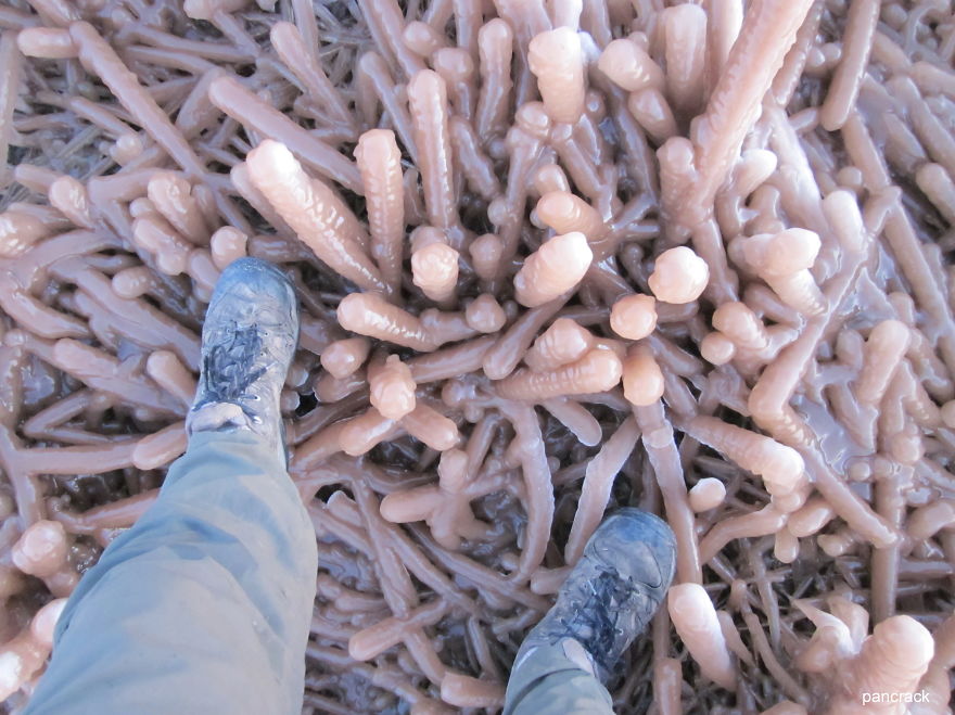 Ice Penises ! Huntcliff, Saltburn Uk