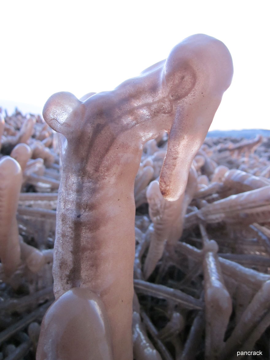Blade Of Grass Or Mutant Ice Penis ?