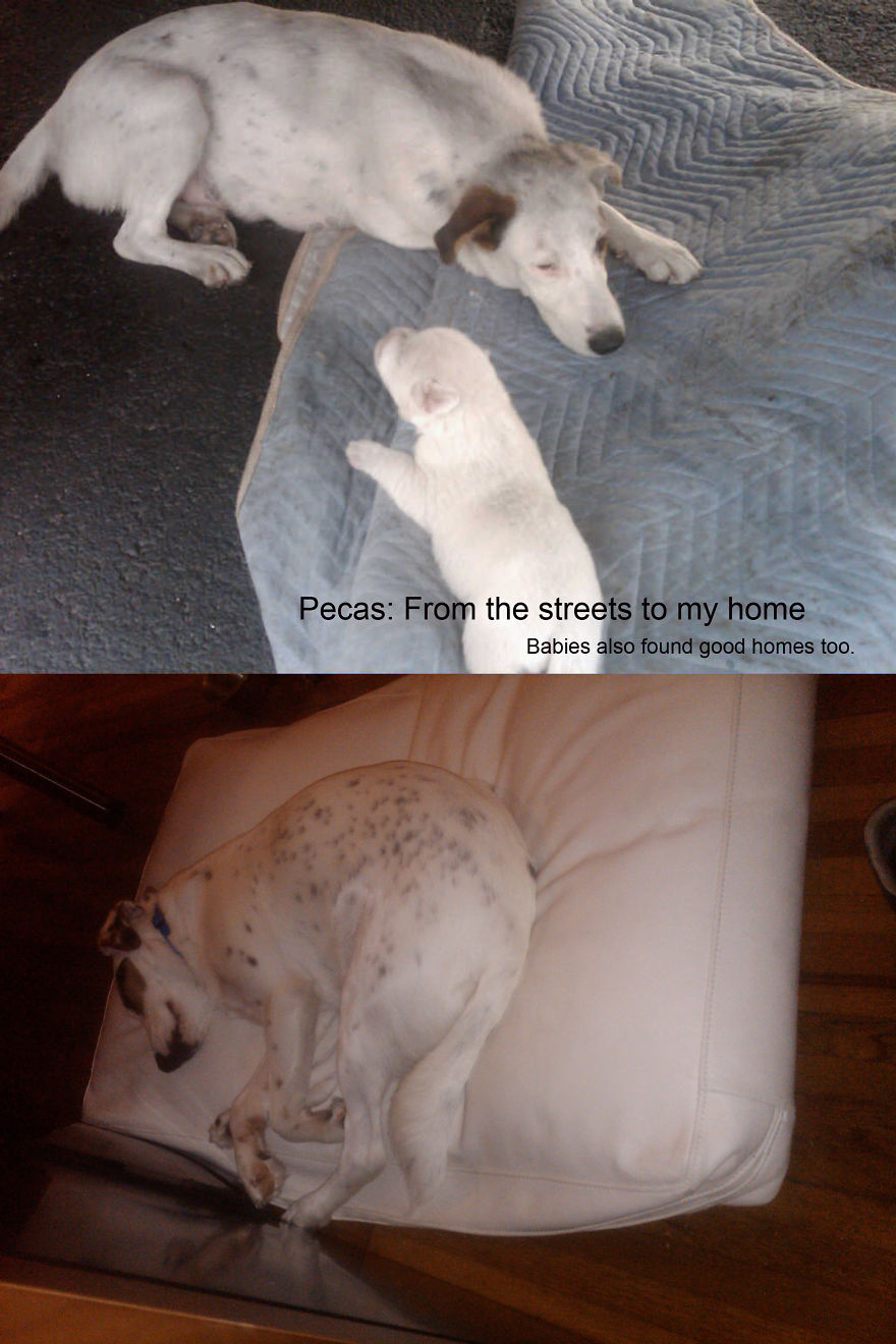 Pecas: From Being At The Streets With Puppies To My Home