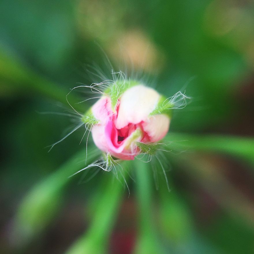 Photomacrography Of Flora Through My iPhone Lens Photomacrography Of Flora Through My iPhone Lens