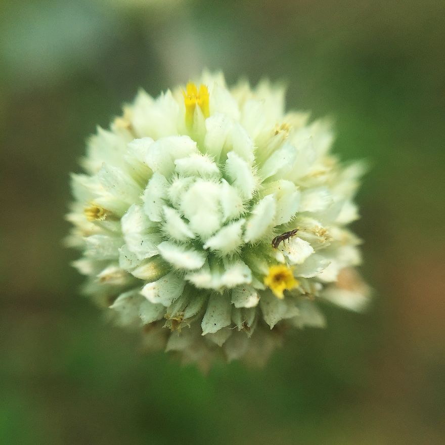 Photomacrography Of Flora Through My iPhone Lens