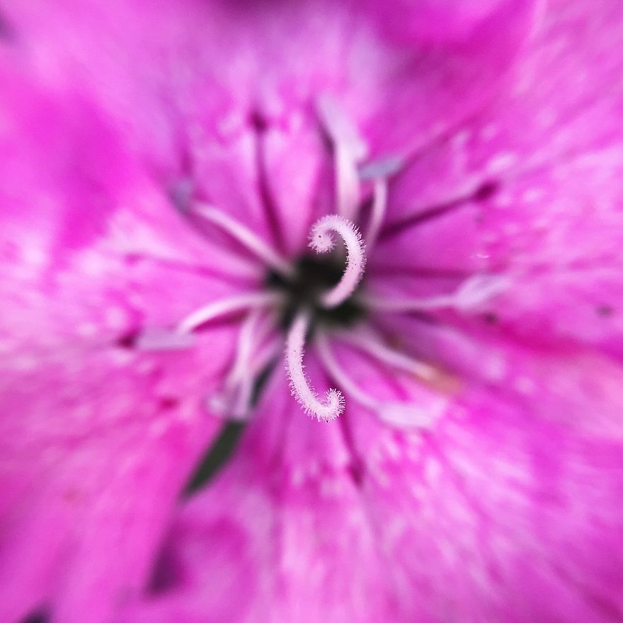 Photomacrography Of Flora Through My iPhone Lens