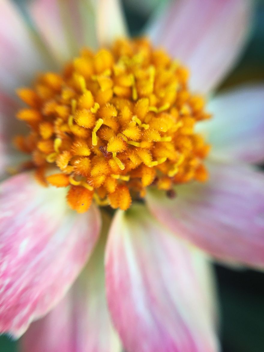 Photomacrography Of Flora Through My iPhone Lens