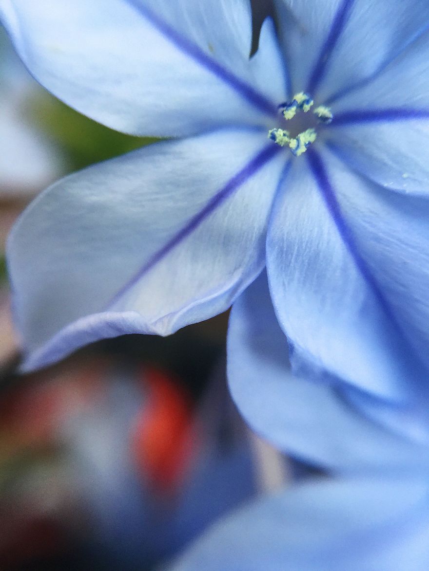 Photomacrography Of Flora Through My iPhone Lens Photomacrography Of Flora Through My iPhone Lens