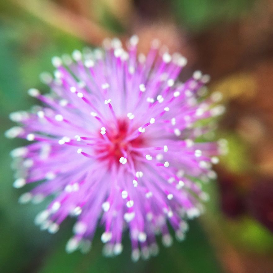 Photomacrography Of Flora Through My iPhone Lens