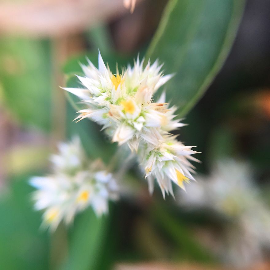 Photomacrography Of Flora Through My iPhone Lens