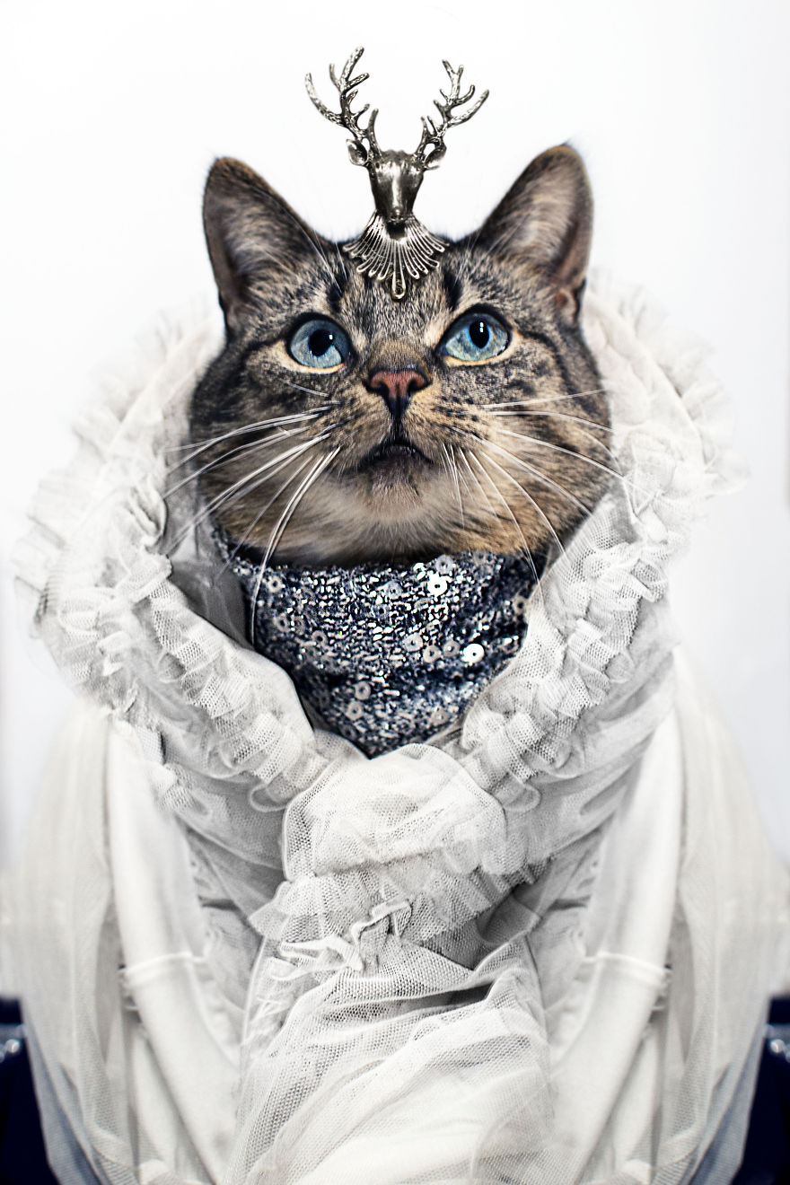 My Leukemic Cat Is The Greatest Fashion Diva Of All Time