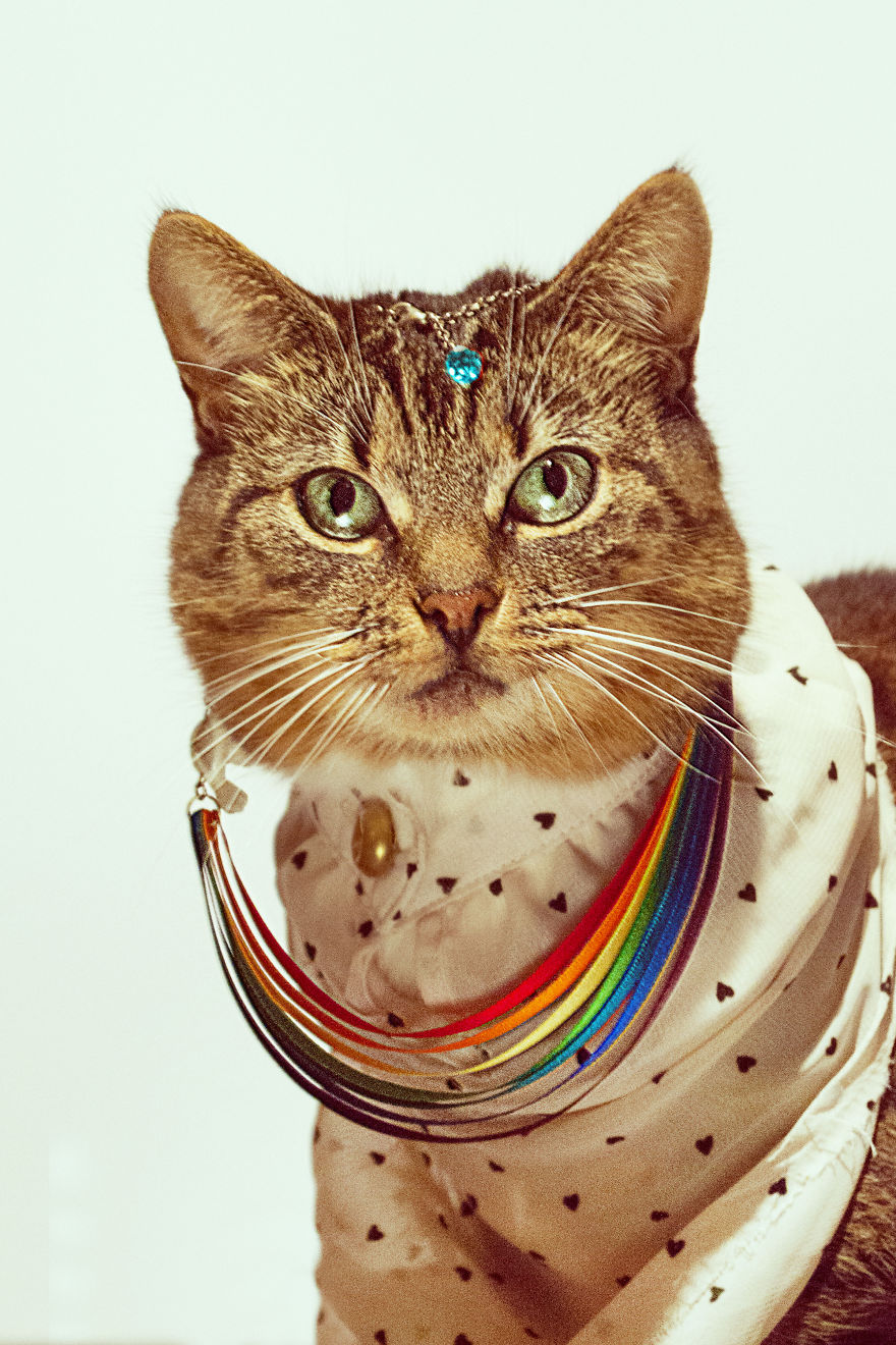 My Leukemic Cat Is The Greatest Fashion Diva Of All Time