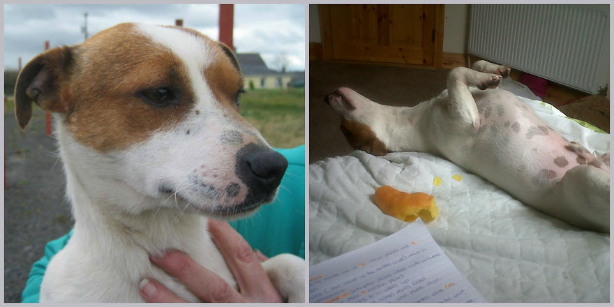 Dino, Almost 2 Years Since Adopted.