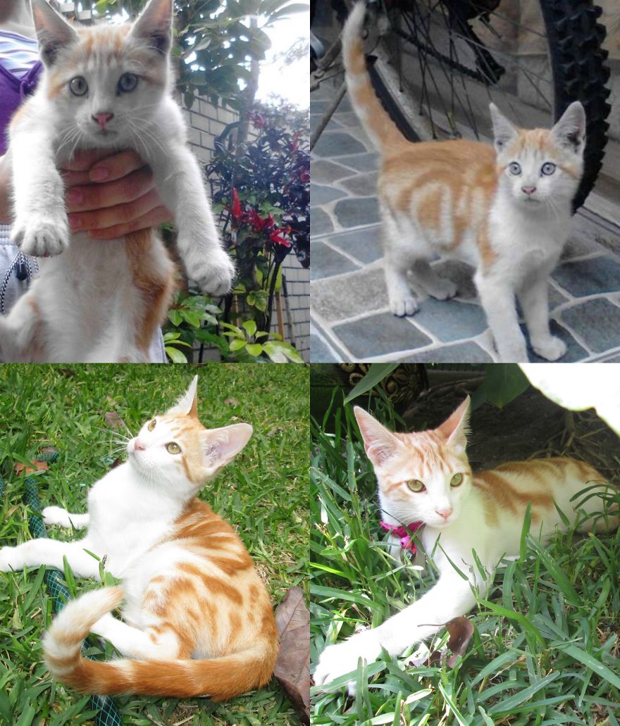 "kitty" The Day She Came Home And Two Months Later.