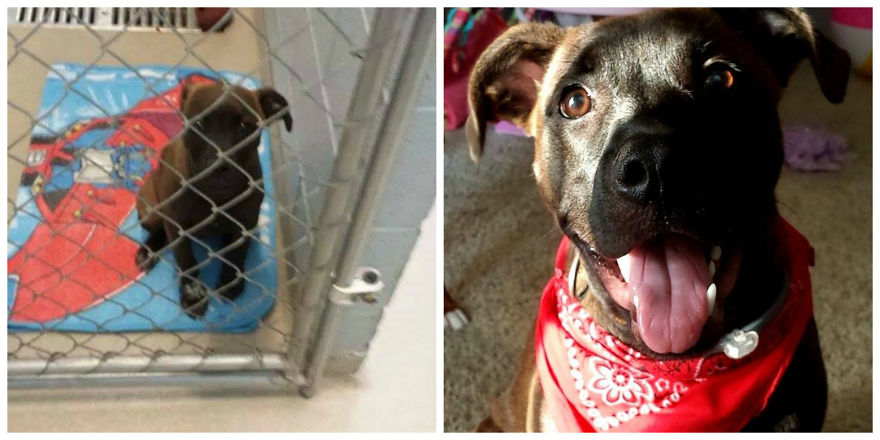Phoenix Before/after Coming Home From The Shelter