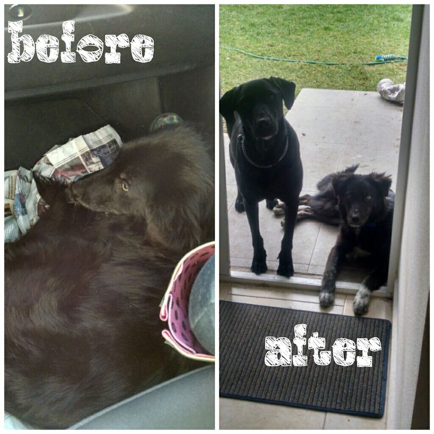 Sophie! First Day And 2 Weeks After With Her Sister Minna (also Adopted 4 Years Ago)