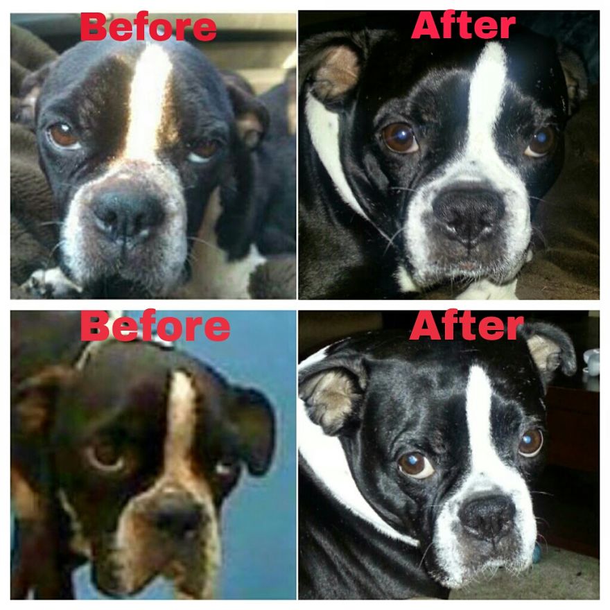 Collin Before: Emaciated & Dying At The Shelter. Collin After: A Year As Our Fur Baby