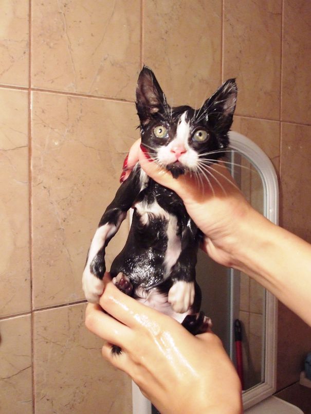 Soaked Kitty