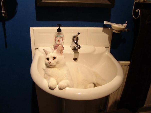 Poppet Waits For His Bath.....