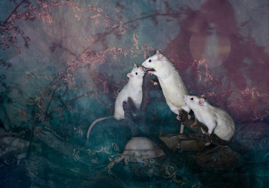 Animals Rescued From Labs Become Magic Models In Alice-In-Wonderland Photoshoot Animals Rescued From Labs Become Magic Models In Alice-In-Wonderland Photoshoot